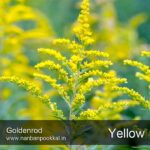 Goldenrod