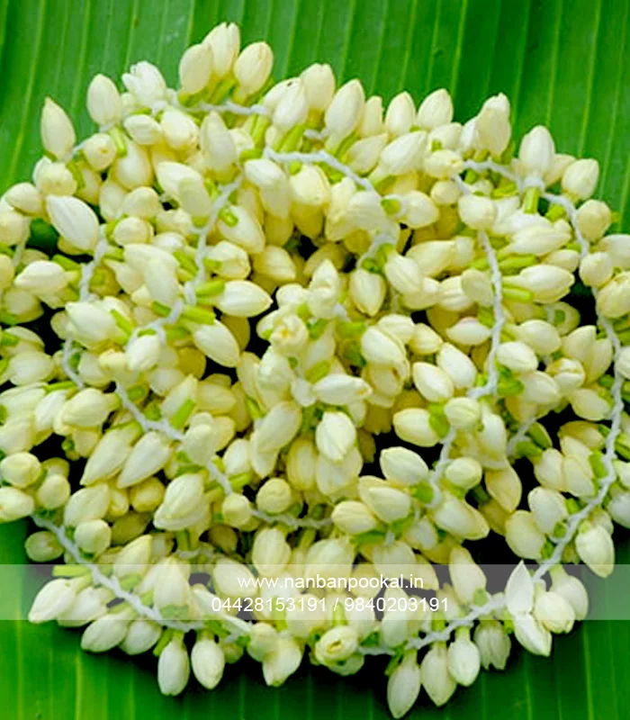 Wedding garland price in chennai online, Indian wedding garland price in chennai, wedding malai design with price, latest wedding malai design, kalyana malai price, lotus malai price, wedding garlands in chennai, poo malai design images, Latest wedding malai design with price, Latest wedding malai design images, Latest wedding malai design simple, marriage flower malai photos, engagement malai design, wedding malai design photos,