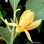 Order fresh flower wedding garland online now. We ship all over India. we are Indias largest fresh flowers wedding garland Designers Wedding Garlands | Wedding Reception Garlands | Engagement Garlands | Designer Wedding Garlands | Jasmine Garlands | Parents Garlands | Corporate Garlands | Lotus Garland | Rose Petals Garland | Gypsy Garland | Jaimala Haar | Varmala Haar | Flower Veni | Flower Gajra | Flower Jadai