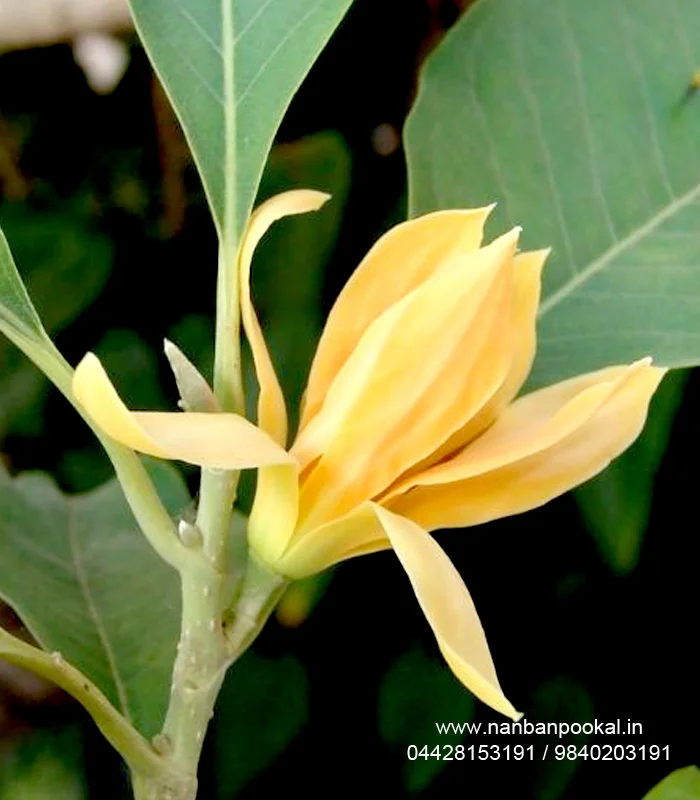 Order fresh flower wedding garland online now. We ship all over India. we are Indias largest fresh flowers wedding garland Designers Wedding Garlands | Wedding Reception Garlands | Engagement Garlands | Designer Wedding Garlands | Jasmine Garlands | Parents Garlands | Corporate Garlands | Lotus Garland | Rose Petals Garland | Gypsy Garland | Jaimala Haar | Varmala Haar | Flower Veni | Flower Gajra | Flower Jadai