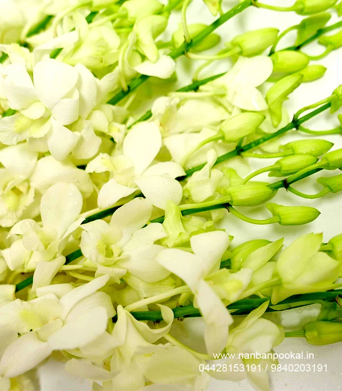Wedding garlands in chennai, Garland for wedding in chennai, Garland for reception in chennai, Garland for Engagement in chennai, Wedding garland shop in chennai, Flower Garland in chennai, Pooja Garlands in chennai, Rose Garlands in chennai, Designer Garland in chennai, Kalyana Malai in chennai, Marriage garlands in chennai, Jasmine Garlands in chennai, Wedding Garland price in chennai, Poo Jadai shop in chennai, Bridal Poo jadai in chennai, Flower Jadai in chennai, Malli poo jadai in chennai, Poo jadai for marriage in chennai, Poo Jadai for Baby shower in chennai, Poo jadai price in chennai, Bouquet shop in chennai, wedding Bouquet in chennai, Flower Bouquet in chennai, Birthday Bouquet in chennai, Fresh flower Bouquet in chennai, bouquet price in chennai, valentine bouquet in chennai, Flower bouquet shop in chennai, Wedding stage decoration in chennai, Wedding decoration in chennai, Marriage decoration in chennai, Baby shower decoration in chennai, Corporate event decoration in chennai, Home decoration in chennai, Temple decoration in chennai, Vehicle Decoration in chennai